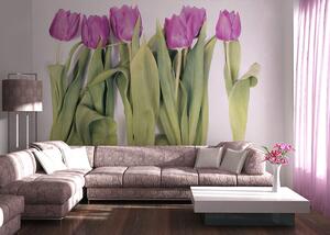 Fototapet Violet Tulips Big