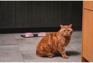 Castron, bol, pentru caine, pisica, suporti antiderapanti, PET reciclat, roz, marime S, 200 ml, 13x13x3.6 cm