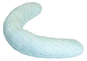 Perna gravida turquoise stripes