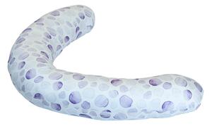 Perna gravida purple dots