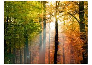 Fototapet - Beautiful autumn