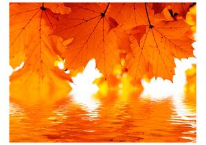 Fototapet - leaves - autumn