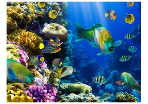 Fototapet - Underwater paradise