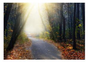 Fototapet - Road through the Forest