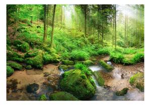 Fototapet - Humid Forest
