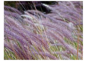 Fototapet - Green field and purple flowers
