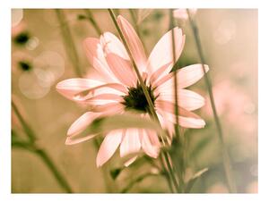 Fototapet - Summer flower
