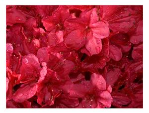 Fototapet - Red azalea