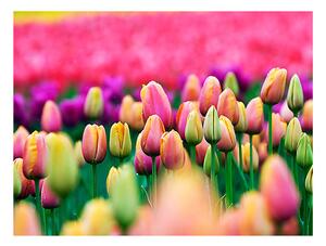 Fototapet - Field of tulips