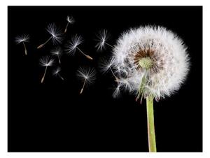 Fototapet - Wind and dandelion