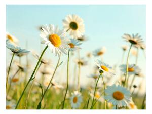 Fototapet - Daisies - spring meadow