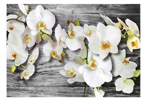 Fototapet - Callous orchids III