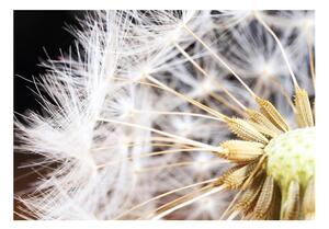 Fototapet - Fluffy dandelion
