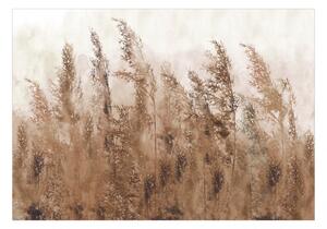 Fototapet - Tall Grasses - Brown