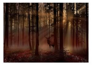 Fototapet - Mystical Forest - First Variant