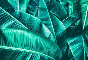 Fototapet - Frunze de Bananier – Decor Tropical