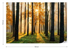 Fototapet - Răsărit de Soare în Pădure