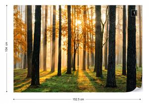 Fototapet - Răsărit de Soare în Pădure