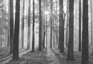 Fototapet - Răsărit de Soare în Pădure – Alb-Negru