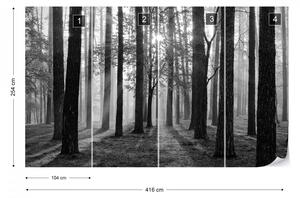 Fototapet - Răsărit de Soare în Pădure – Alb-Negru