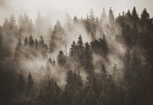 Fototapet - Pădure de Brazi în Ceață – Sepia
