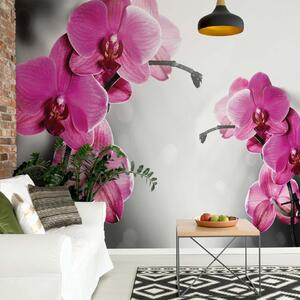 Pink Orchids Flowers Photo Wallpaper Wall Mural