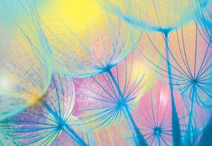 Fototapet - Rainbow Dandelion