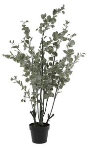 Eucalipt in ghiveci