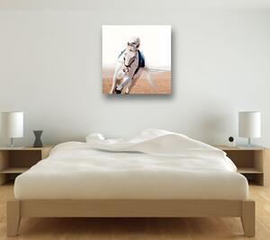 Tablou canvas - Cal alb