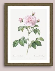 Trandafir alb regal (Rosa alba regalis) - Tablou înrămat