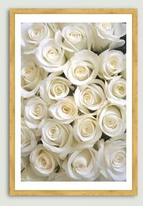 Trandafiri albi - Tablou înrămat