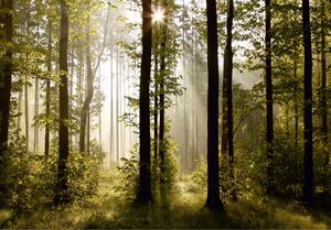 Fototapet Morning Forest 180x118 cm