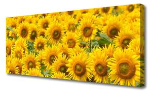 Tablou pe panza canvas Floarea soarelui Floral Galben Maro Verde