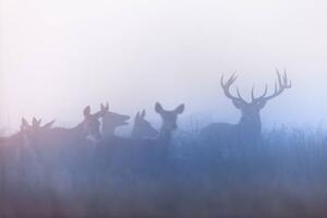 Fotografie Red deer (Cervus elaphus), DamianKuzdak