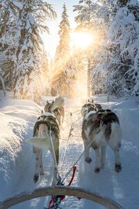 Fotografie Personal perspective of person dogsledding in, Roberto Moiola / Sysaworld