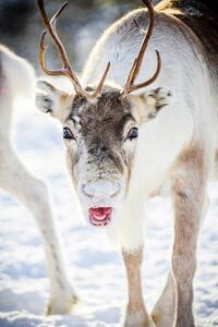 Fotografie Close up of reindeer in the snow, Swedish Lapland, Roberto Moiola / Sysaworld