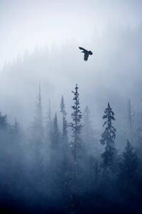 Fotografie View of forest on cold foggy day, Grant Faint