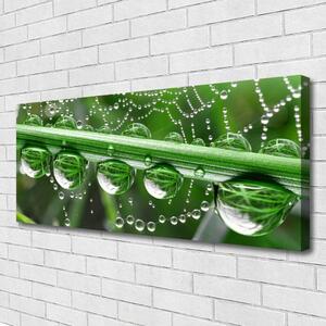 Tablou pe panza canvas Spider Web Dewdrops Floral alb