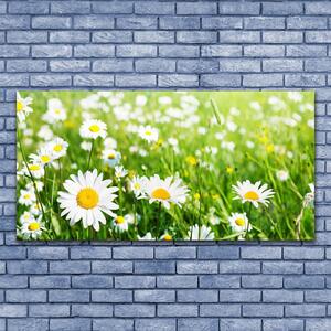 Tablou pe panza canvas Daisy Floral Alb Galben Verde
