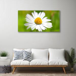 Tablou pe panza canvas Daisy Floral Galben Alb