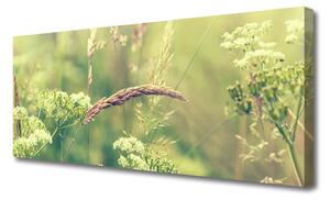 Tablou pe panza canvas Plante sălbatice Floral Alb Verde Brun