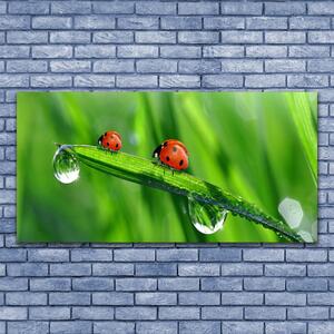 Tablou pe sticla Ladybird Beetle Floral Verde Roșu Negru