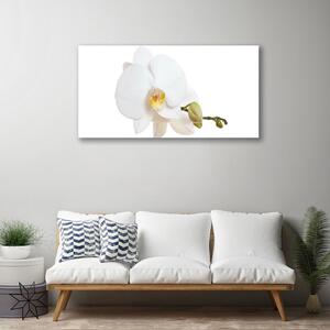 Tablou pe panza canvas Florale flori albe