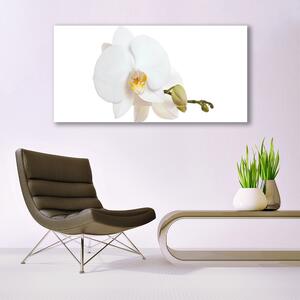 Tablou pe panza canvas Florale flori albe