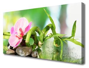 Tablou pe panza canvas Bamboo Peduncul flori Stones Natura Verde Roz Gri