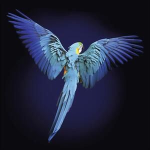 Tablou sticlă Blue parrot 30x30 cm