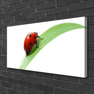 Tablou pe panza canvas Ladybird Beetle Natura Verde Roșu Negru