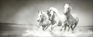 Tablou sticlă White Horses 30x80 cm