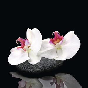 Tablou sticlă White Orchid V 20x20 cm