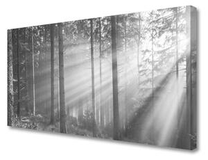 Tablou pe panza canvas Forest Nature Gray